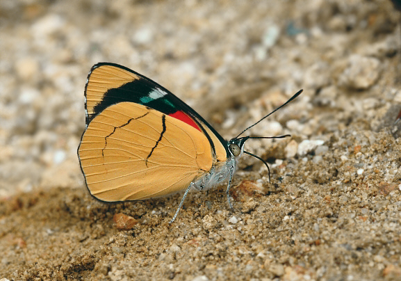 Perisama%20comnena%20006a - Learn Butterflies