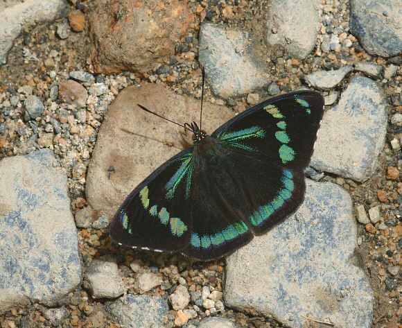 Perisama%20comnena%20up%20008a - Learn Butterflies