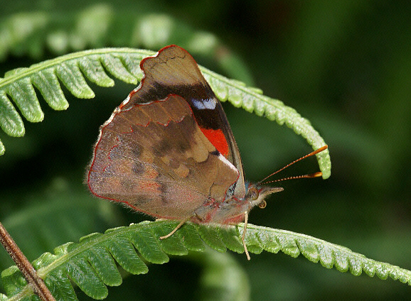 Diotima Jewel