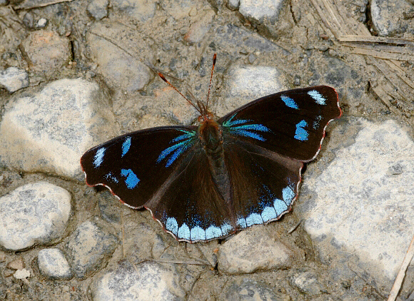 Perisama%20diotima%20021a - Learn Butterflies