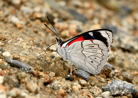 Perisama%20dorbignyi%20jurinei%20307a - Learn Butterflies