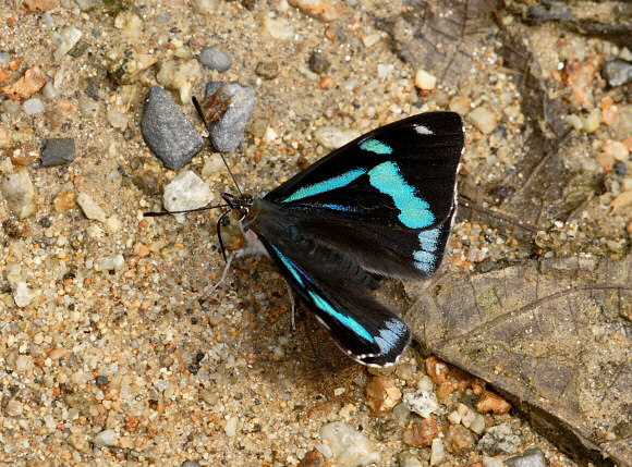 Perisama%20hilara%20315a - Learn Butterflies