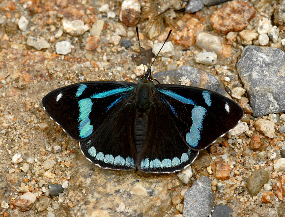 Cyan-banded Perisama