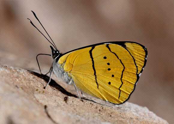 Perisama%20humboldti%204535 001a - Learn Butterflies