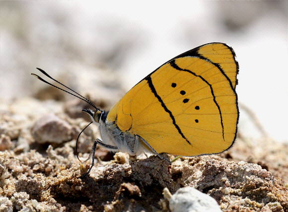 Perisama%20humboldtii%204861 001a - Learn Butterflies