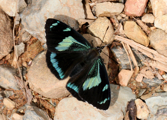 Perisama%20humboldtii%20humboldtii%203109 001a - Learn Butterflies