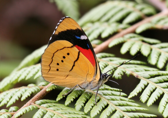 Perisama%20humboldtii%20humboldtii%203260 002b - Learn Butterflies