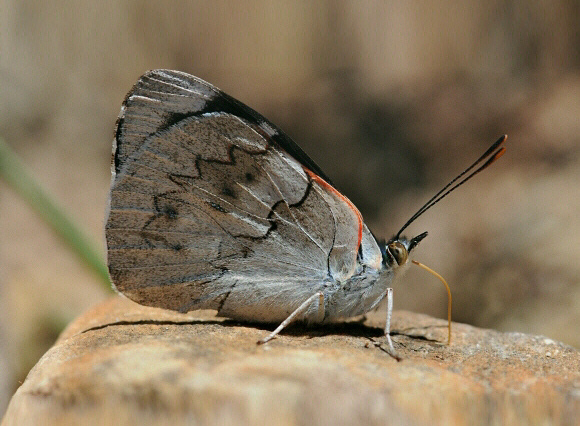 Gueneé’s Perisama