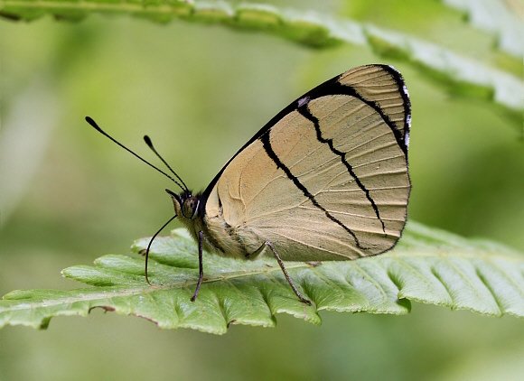 Perisama%20oppelii%20oppelii%202331 001a - Learn Butterflies