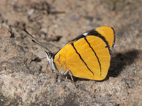 Perisama%20oppelii%20xanthica%201469 001a - Learn Butterflies