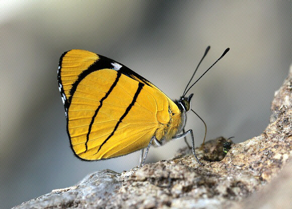 Citron Perisama