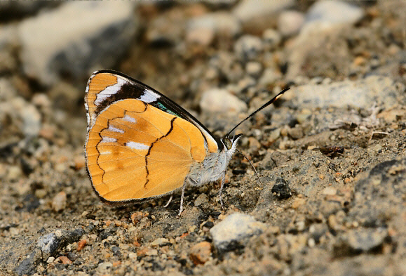 Perisama%20philinus%20001a - Learn Butterflies