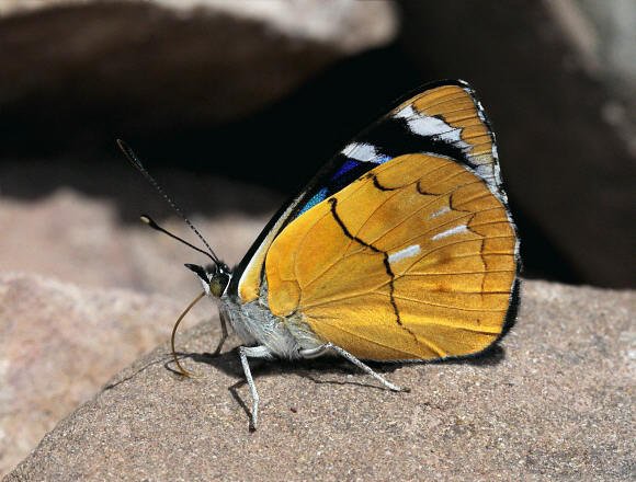 Perisama%20philinus%204554 001a - Learn Butterflies