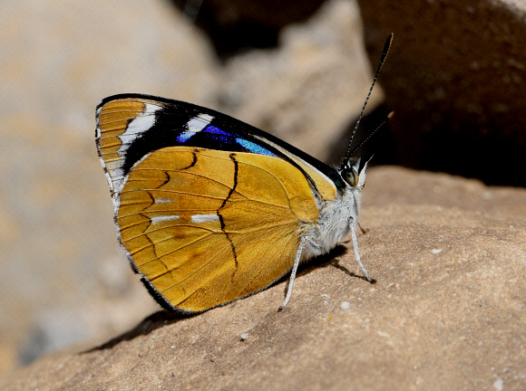 Perisama%20philinus%204561 001a - Learn Butterflies