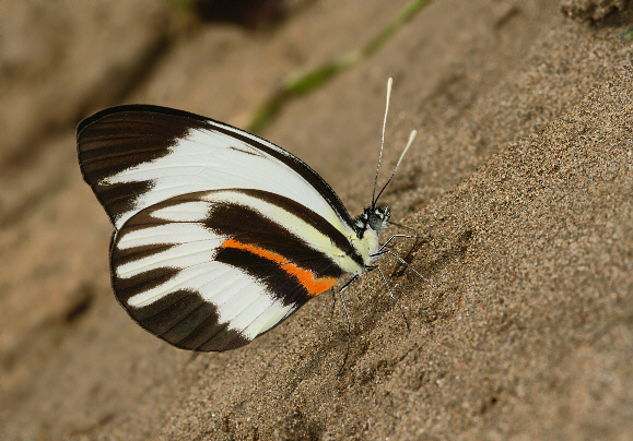 Perrhybris%20pamela%20602a - Learn Butterflies