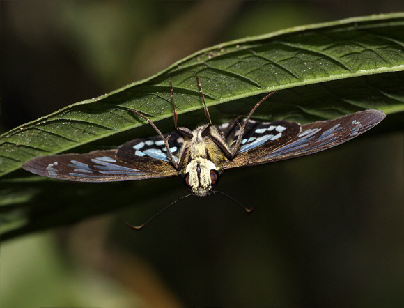 Ant-bird Skipper