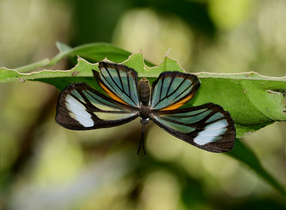 Heliconides Metalmark