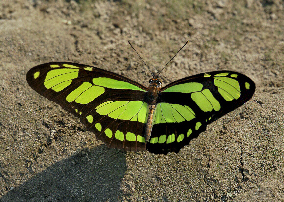 Dido Longwing