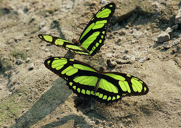 Philaethria%20dido%20pair%20002a - Learn Butterflies