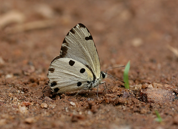 Pied Blue