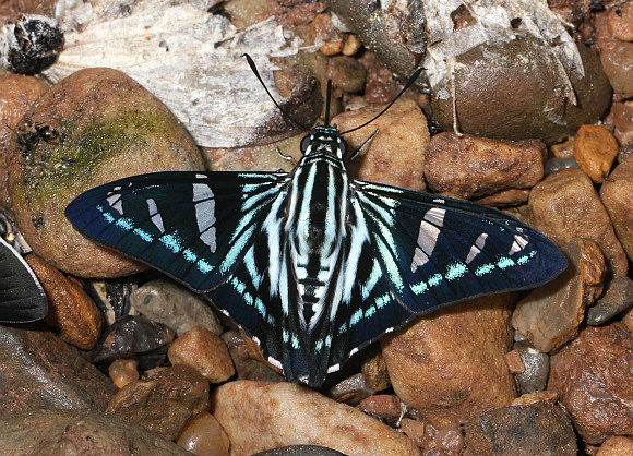 Bell’s Paradise Skipper