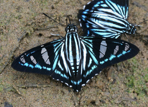 Phocides metrodorus, Rio Shima, Satipo, Peru - Adrian Hoskins