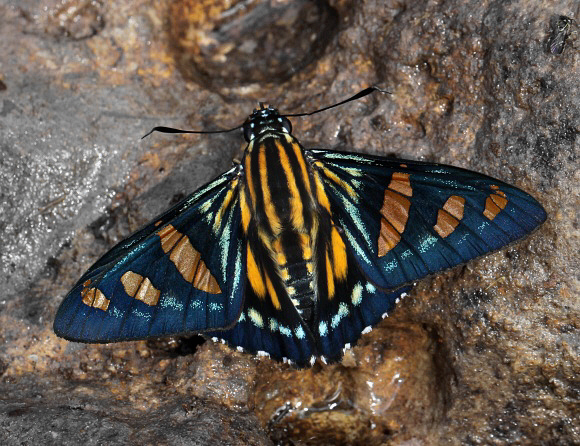 Amber Paradise Skipper