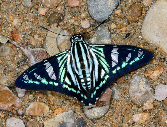 Cramer’s Paradise Skipper