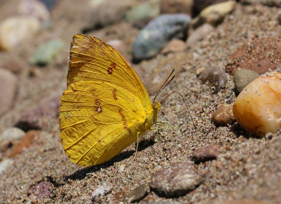 Apricot Sulphur