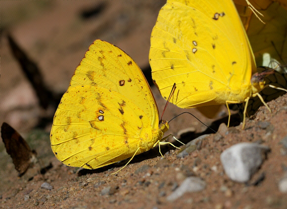 Phoebis argante argante, Satipo, Peru - Adrian Hoskins