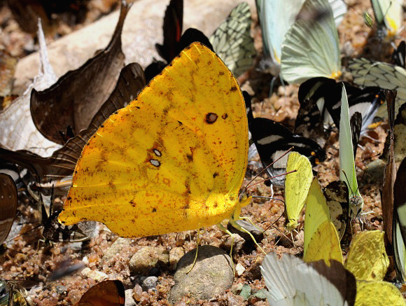 Tailed Sulphur