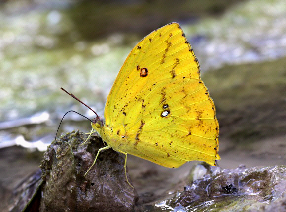 Phoebis neocypris rurina, male, Satipo, Peru - Adrian Hoskins