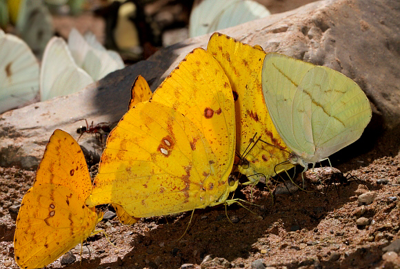 Phoebis neocypris rurina, male, Satipo, Peru - Adrian Hoskins