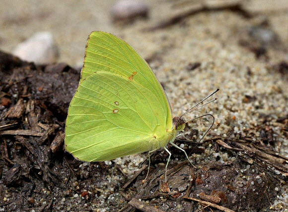 Cloudless Sulphur