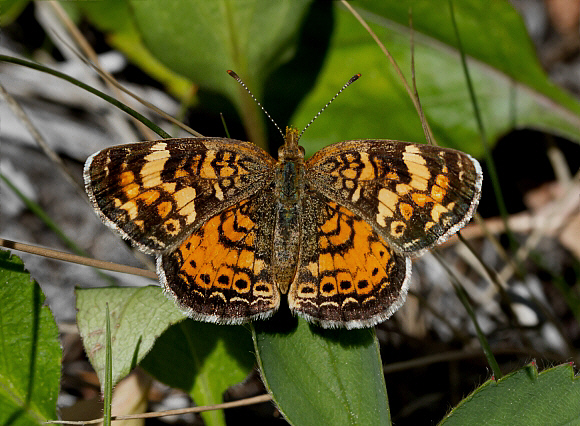 Field Crescent – Phyciodes Pulchella