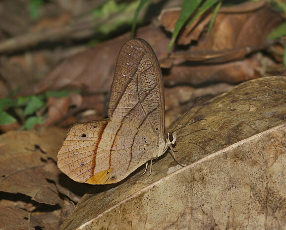 Pierella hyceta, Manu cloudforest, 1400m - Adrian Hoskins