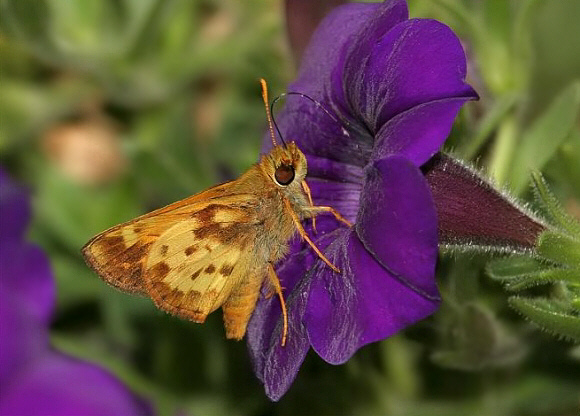 Zabulon Skipper