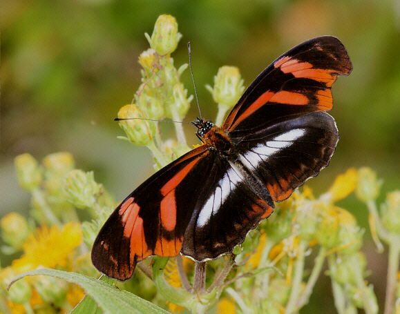 Podatriche%20telesiphe%20301a - Learn Butterflies