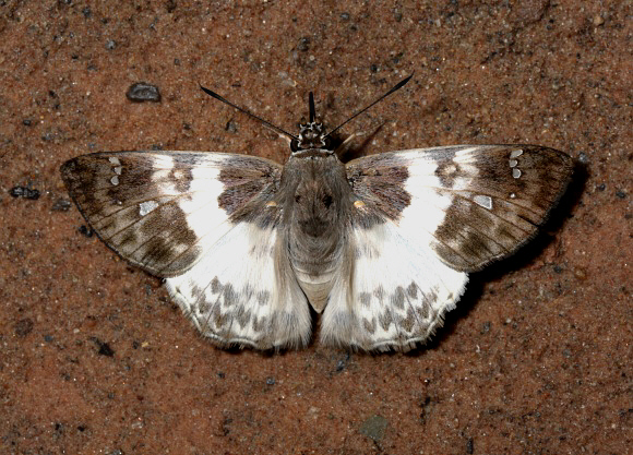 Polyctor Skipper