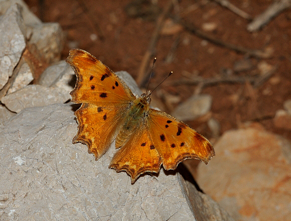 Southern Comma