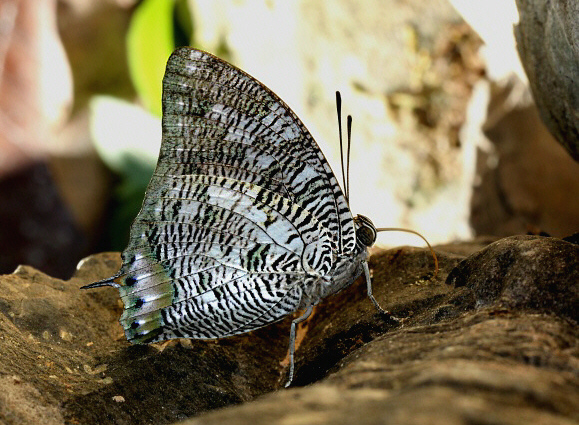 Mottled Leafwing