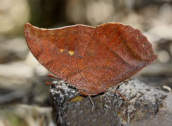 King Leafwing