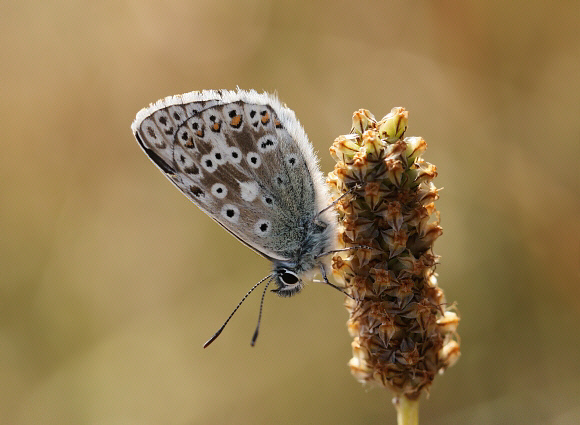 Polyommatus%20coridon%200694 001a - Learn Butterflies