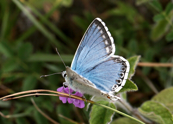 Polyommatus%20coridon%200707 001a - Learn Butterflies