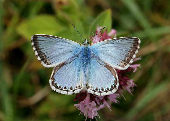Polyommatus%20coridon%200934 002b - Learn Butterflies