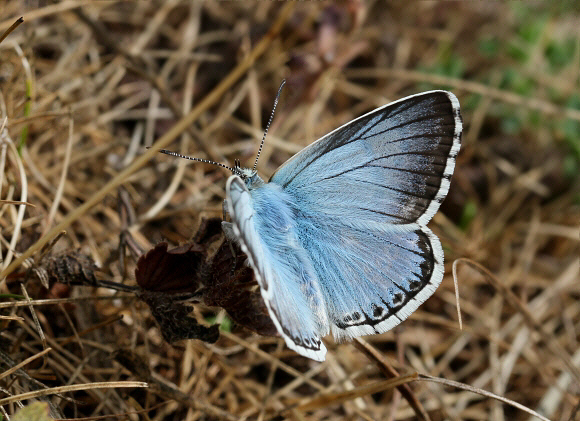 Polyommatus%20coridon%201031 001a - Learn Butterflies