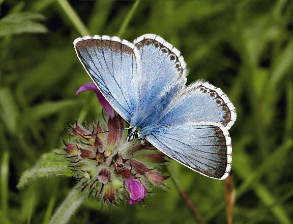 Polyommatus%20coridon%207726 001a - Learn Butterflies
