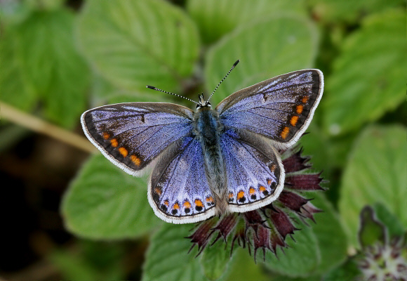 Polyommatus%20icarus%201067 001a - Learn Butterflies