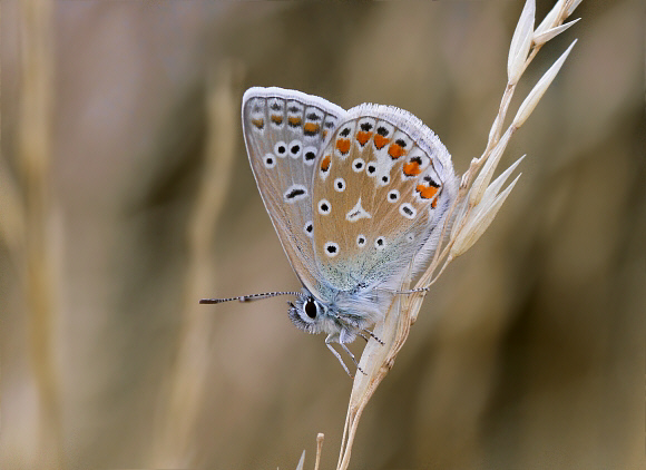 Polyommatus%20icarus%201188 001a - Learn Butterflies