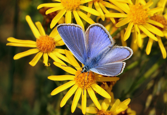 Polyommatus%20icarus%201232 002b - Learn Butterflies